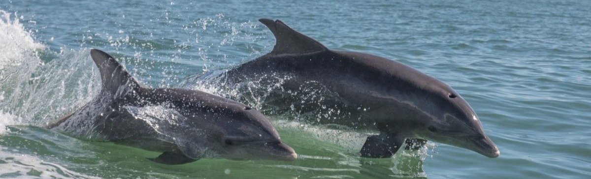 Дельфины